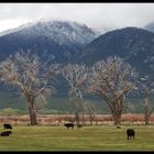 Neuschnee in New Mexico