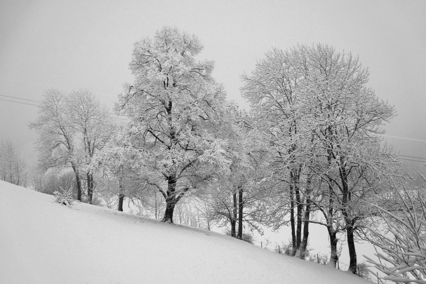 Neuschnee Sonntagmorgen - jetzt in sw