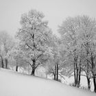 Neuschnee Sonntagmorgen - jetzt in sw