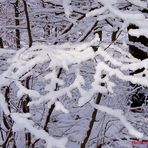 Neuschnee - Strukturen, auf den Ästen....