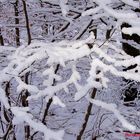 Neuschnee - Strukturen, auf den Ästen....