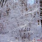 Neuschnee - Strukturen, im Wald...