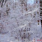 Neuschnee - Strukturen, im Wald...