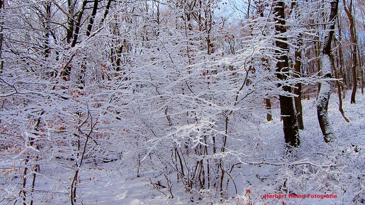 Neuschnee - Strukturen, im Wald...
