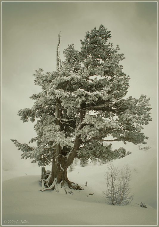 Neuschnee und Raureif (bearbeitet)