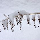 Neuschnee verzaubert den Garten - hier Filigranes am Teich