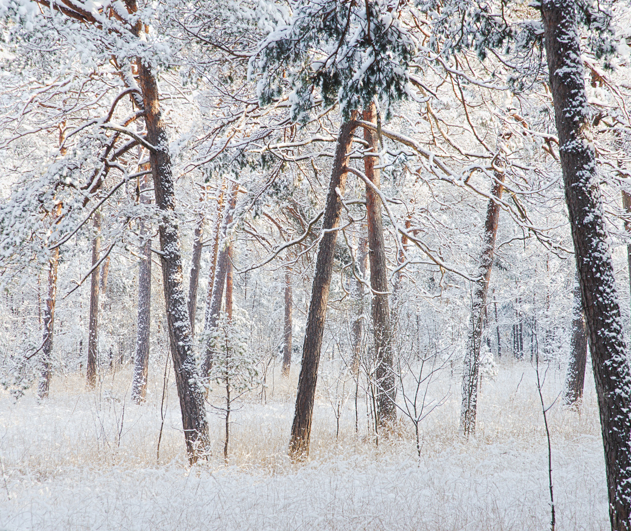 Neuschneewald