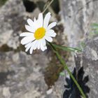 Neuschwanstein-Flower