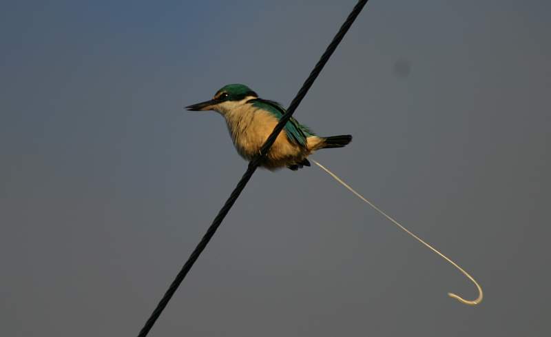 Neuseelaendischer Eisvogel