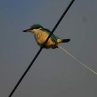 Neuseelaendischer Eisvogel