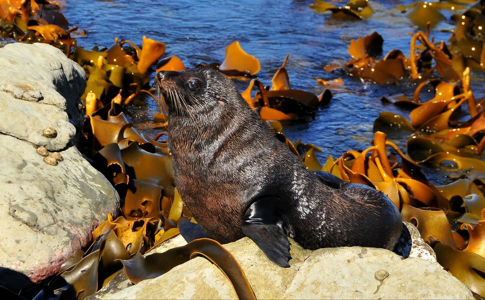 Neuseeländischer Seebär