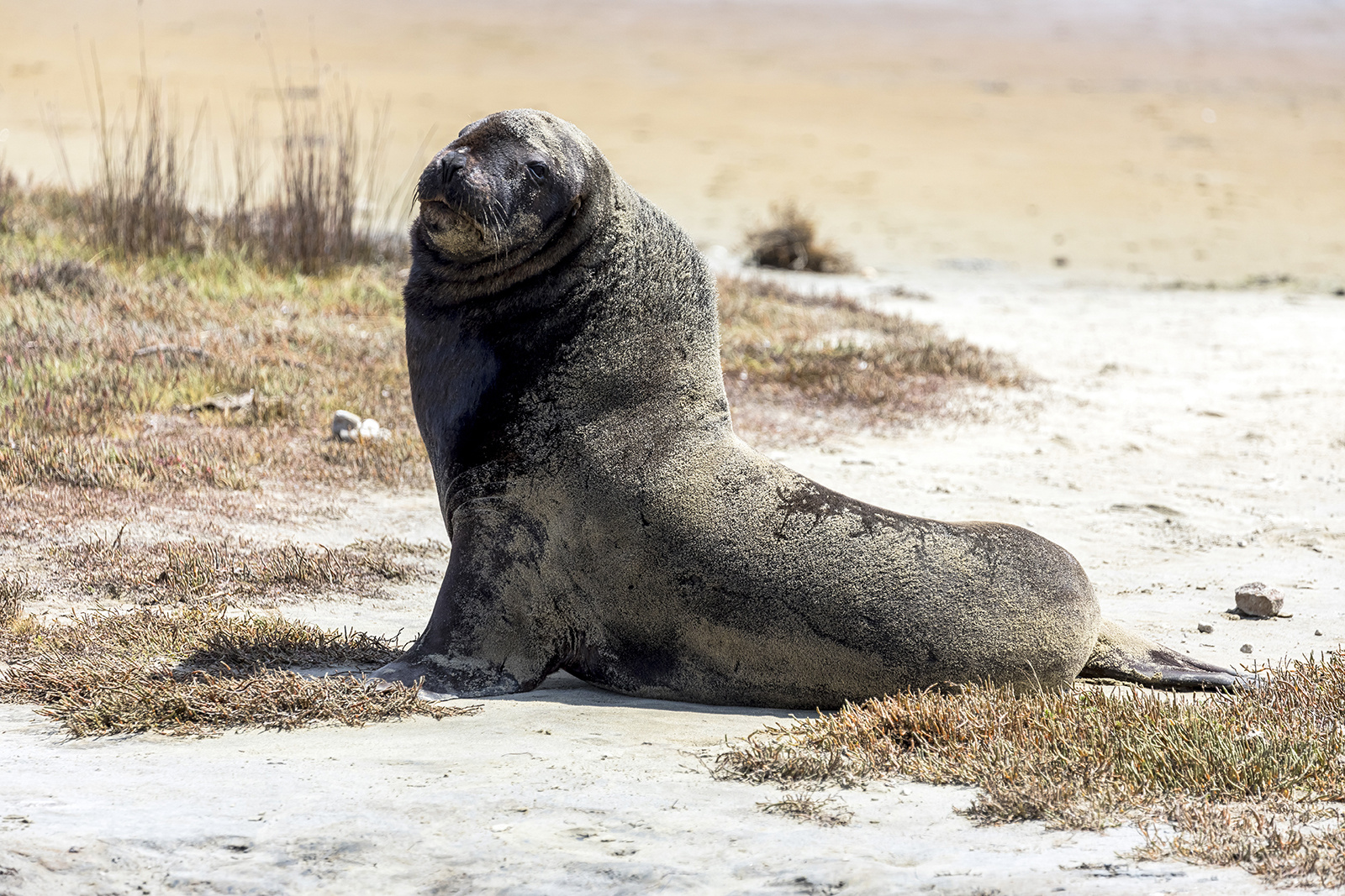 Neuseeländischer Seebär / seal