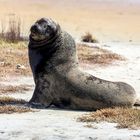 Neuseeländischer Seebär / seal