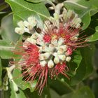 Neuseeländischer Weihnachtsbaum auch Pohutukawa ( Metrosideros )