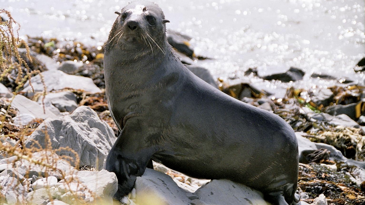 Neuseeland (2002), Kaikoura