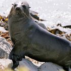 Neuseeland (2002), Kaikoura