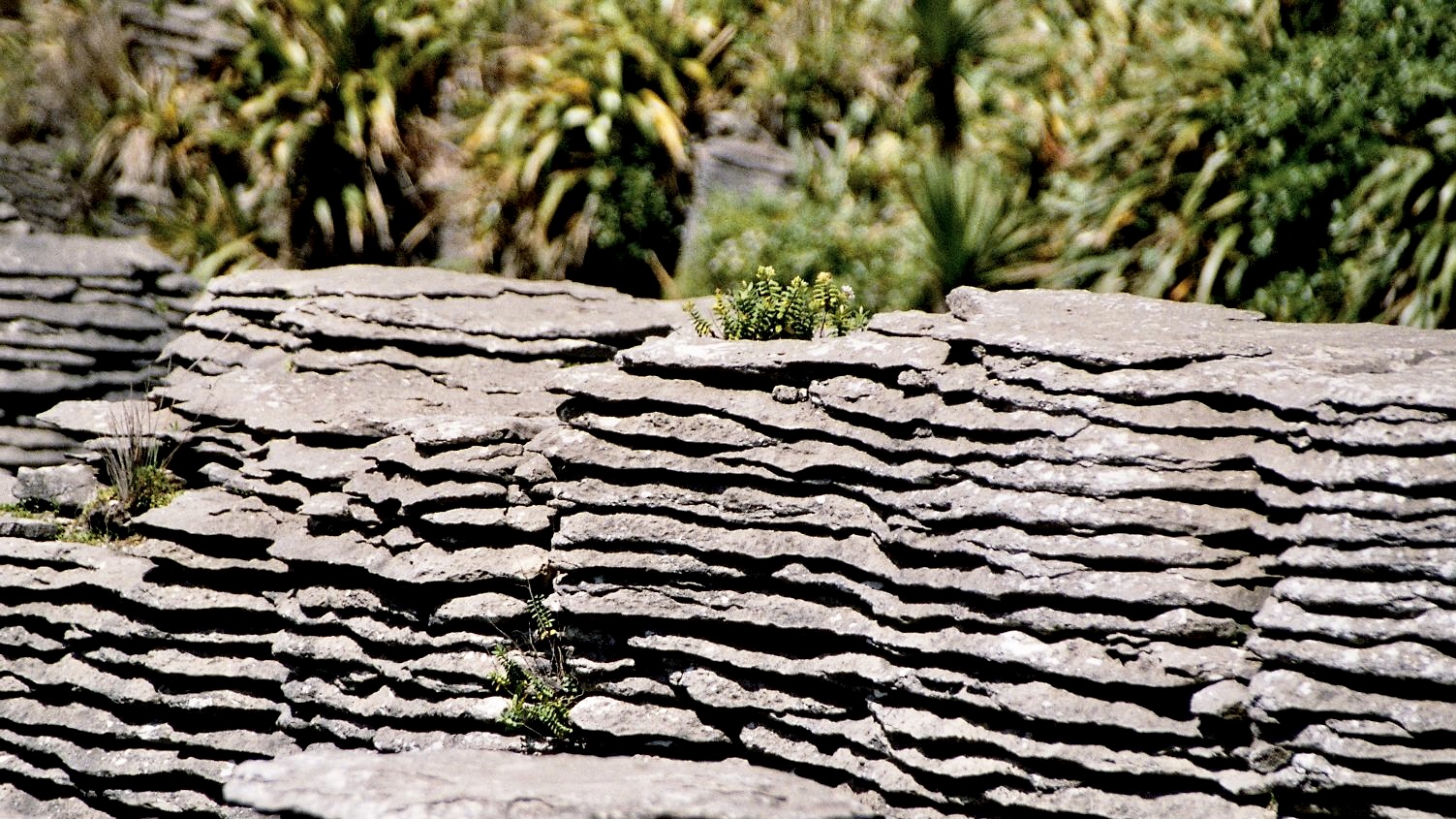 Neuseeland (2002), Pancake Rocks II