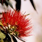 Neuseeland (2002), Pohutukawa