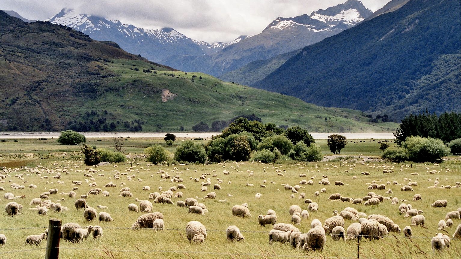 Neuseeland (2002), Schäfchen zählen I