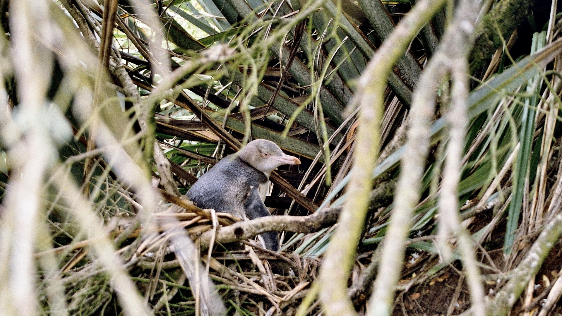 Neuseeland (2002), Yellow Eyed Penguin