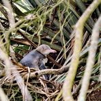 Neuseeland (2002), Yellow Eyed Penguin