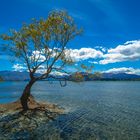 Neuseeland 2006: Südinsel, einsamer Baum am Lake Wanaka