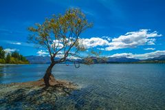 Neuseeland 2006: Südinsel, einsamer Baum am Lake Wanaka