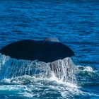 Neuseeland 2006: Südinsel, Kaikoura, abtauchender männlicher Pottwal