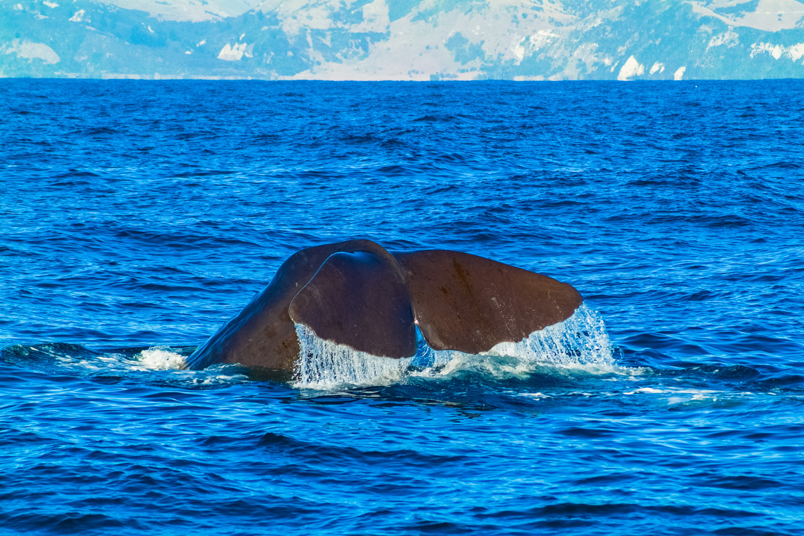 Neuseeland 2006: Südinsel, Kaikoura, abtauchender männlicher Pottwal