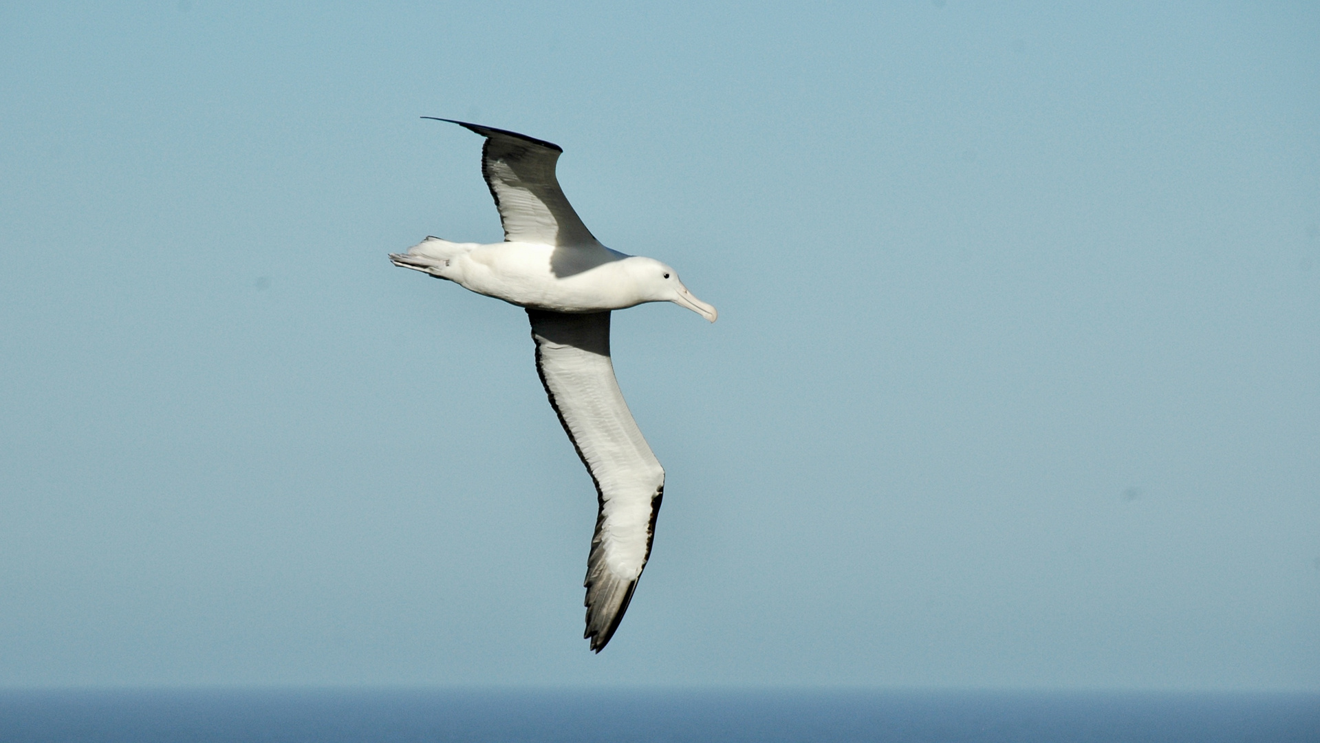 Neuseeland (2015), Albatros II