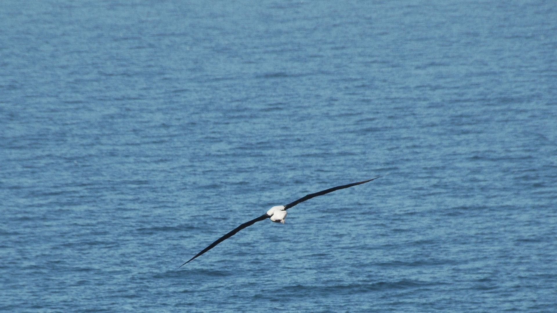 Neuseeland (2015), Albatross III