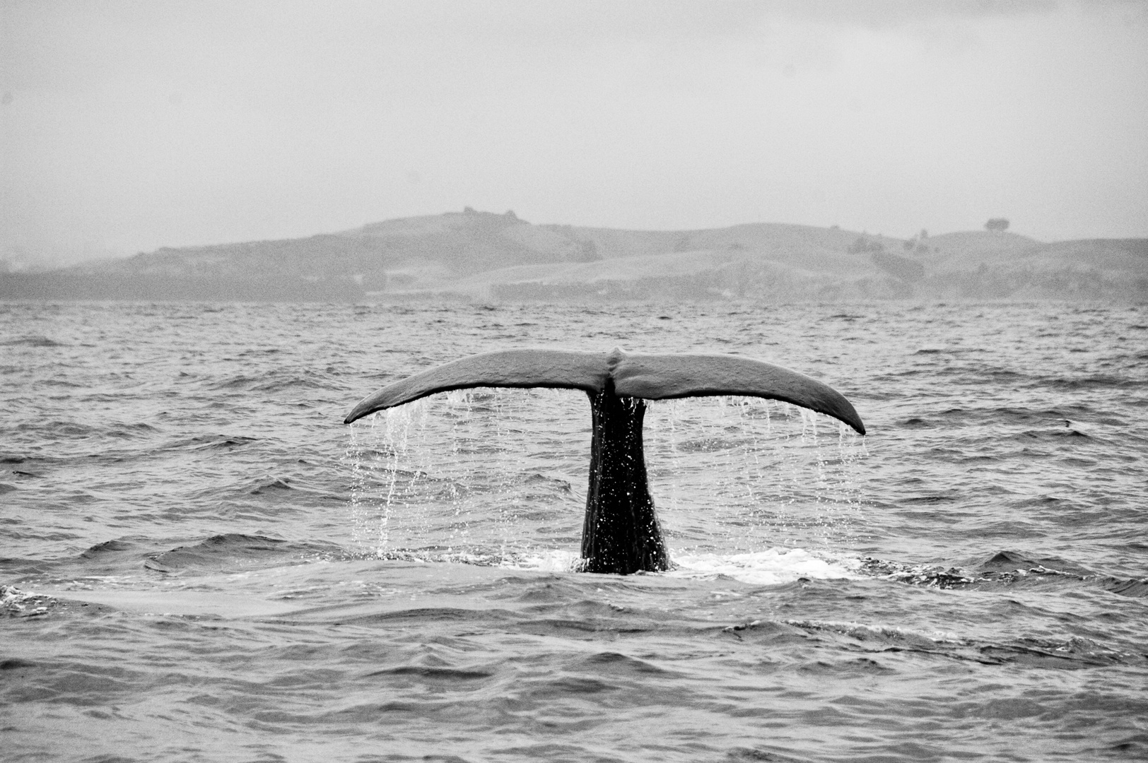 Neuseeland (2015), Aussterbende Art