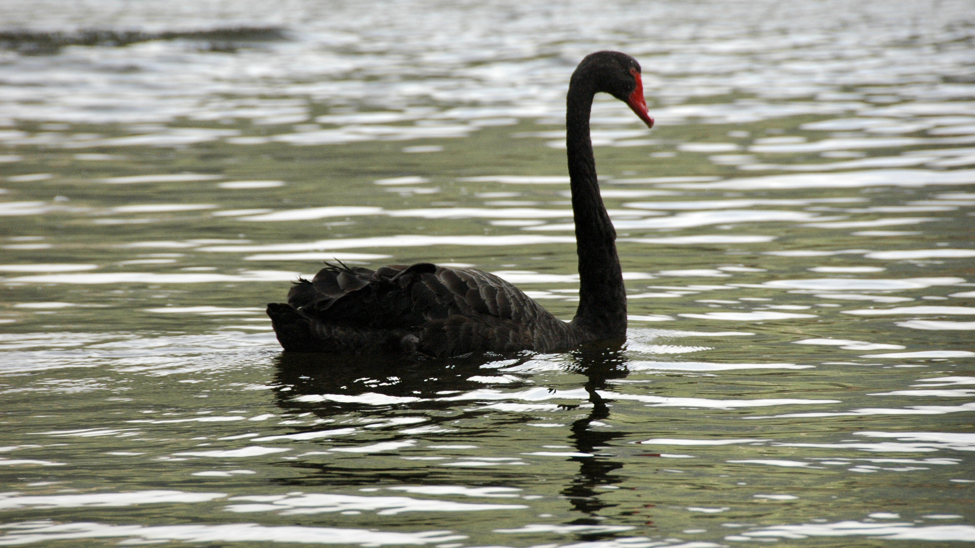 Neuseeland (2015), Black is beautiful