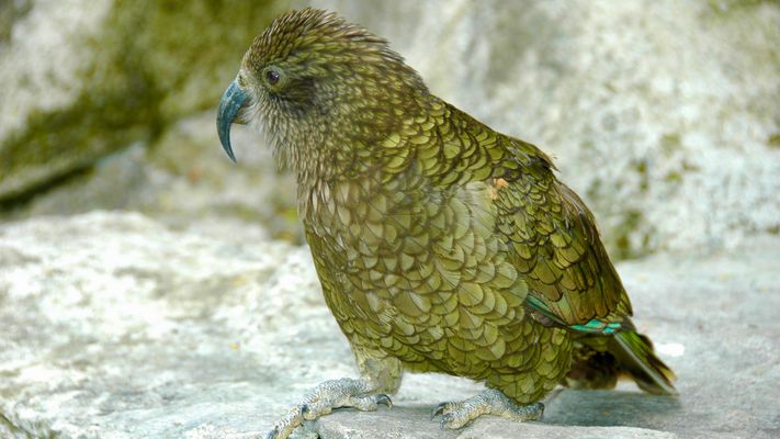 Neuseeland (2015), Kea