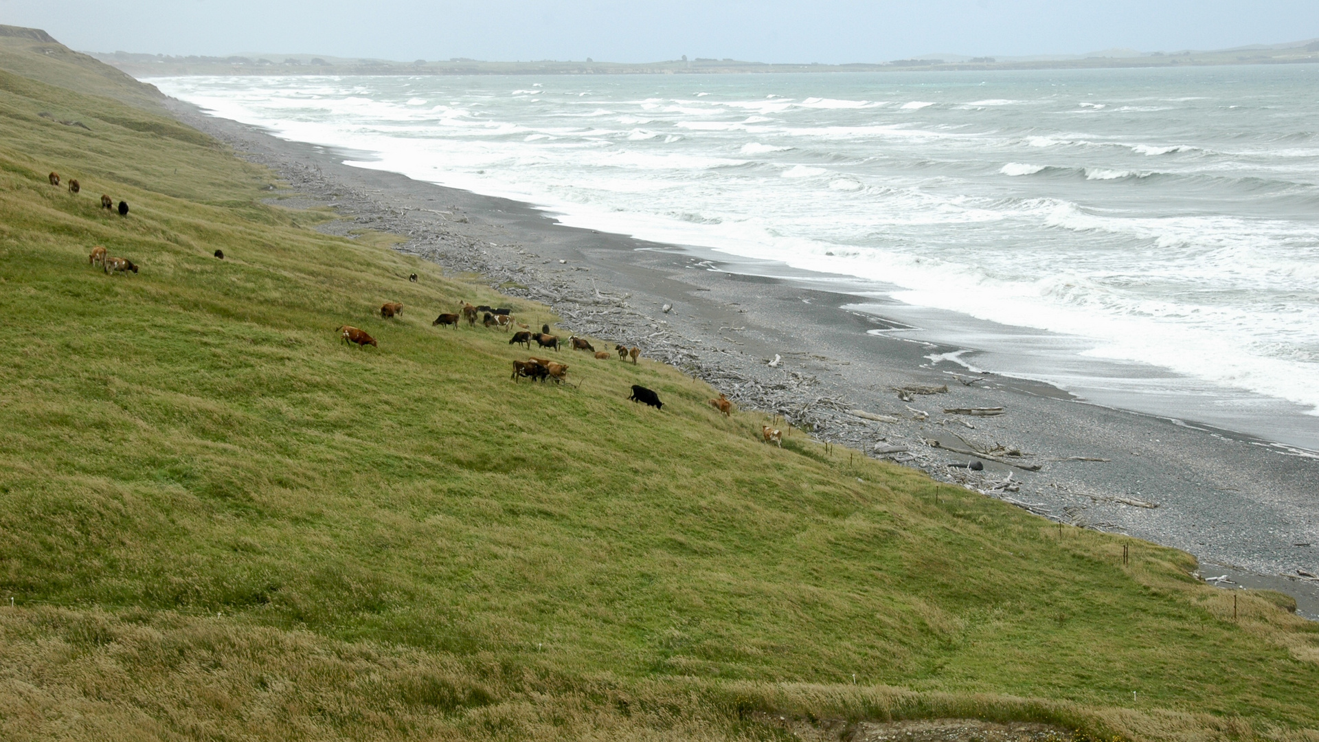 Neuseeland (2015), Kühe statt Schafe I