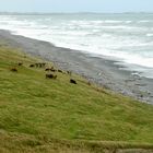 Neuseeland (2015), Kühe statt Schafe I