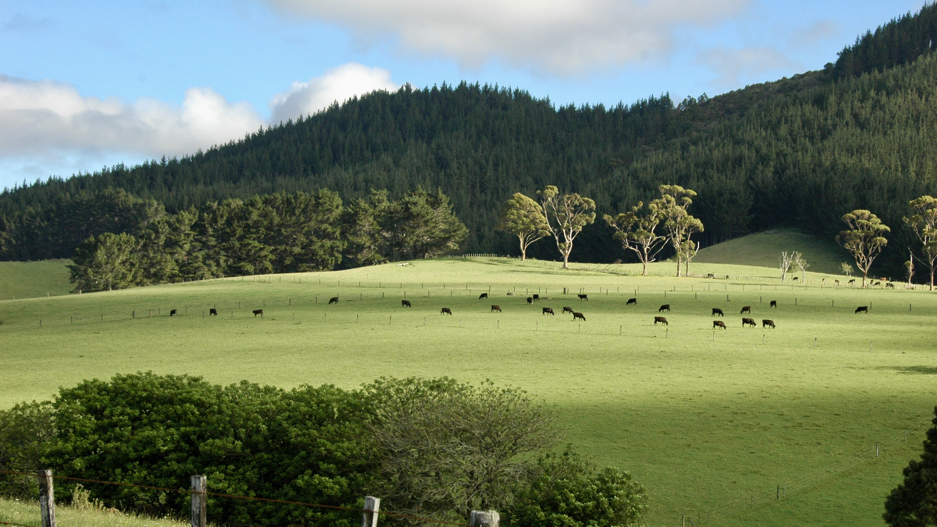 Neuseeland (2015), Kühe statt Schafe II