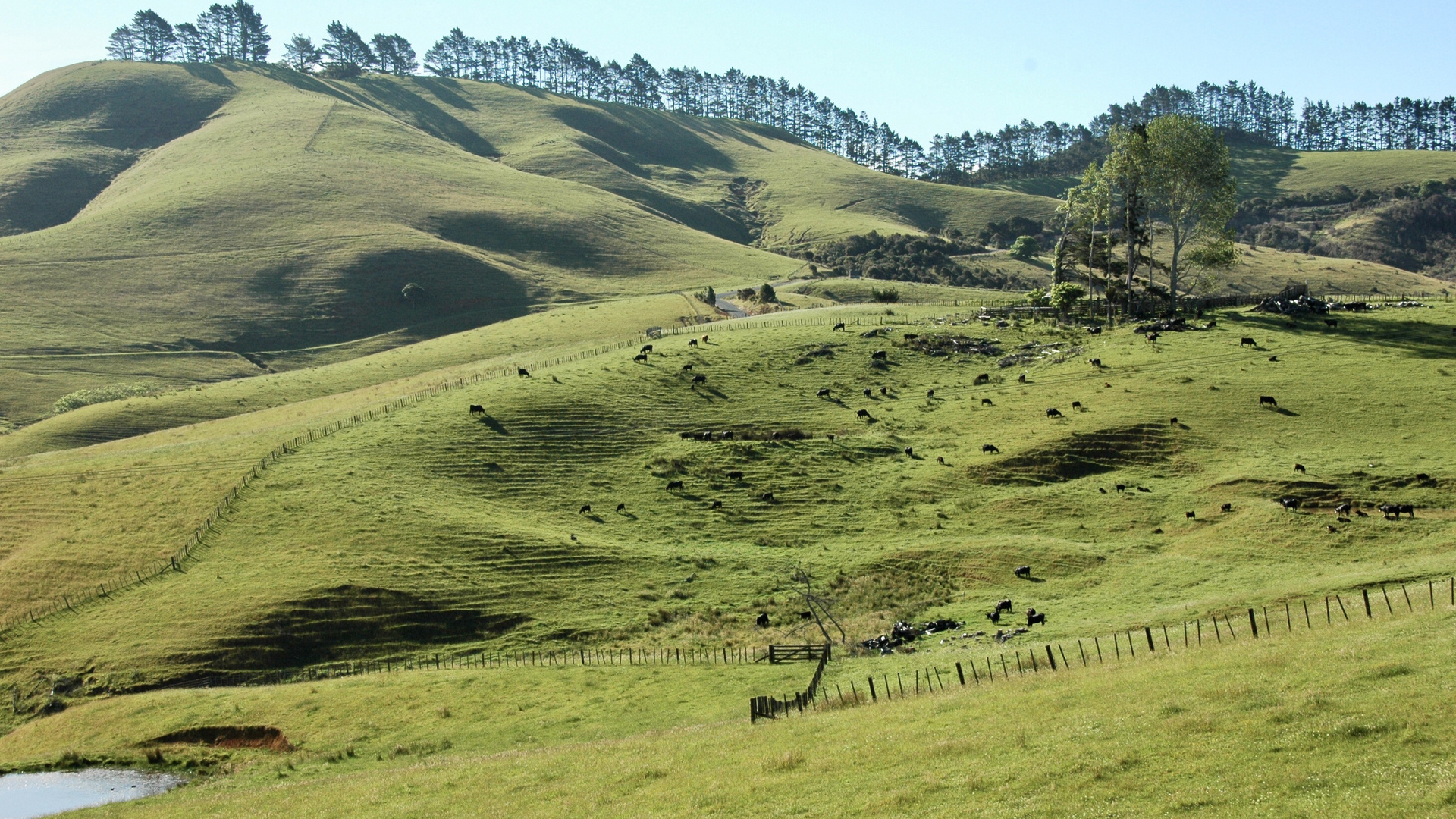 Neuseeland (2015), Kühe statt Schafe III