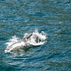 Neuseeland (2015), Milford Sound - Delfine