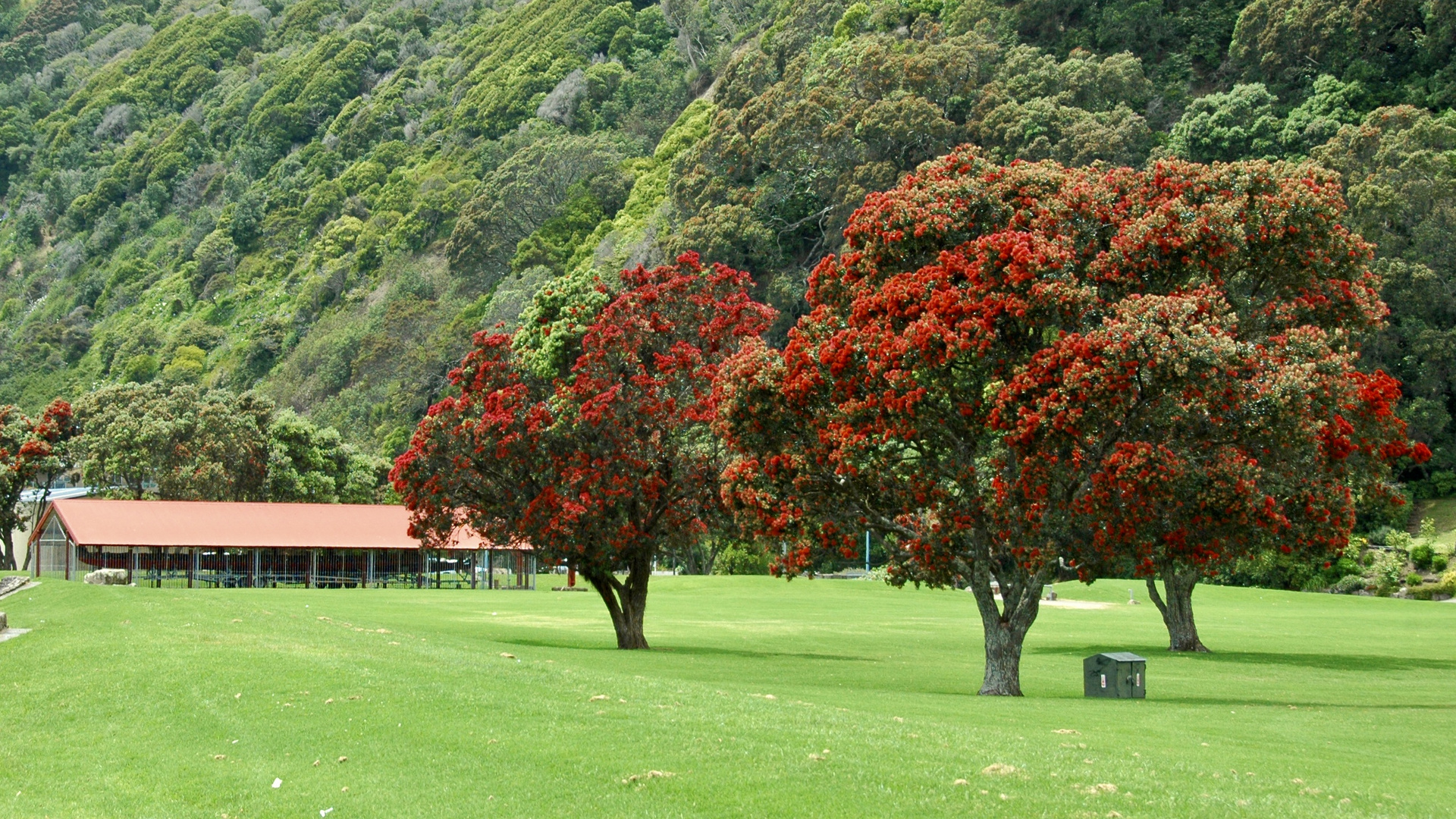 Neuseeland (2015), Pohutukawa