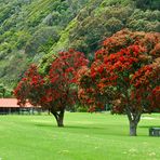 Neuseeland (2015), Pohutukawa