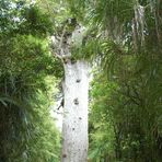 Neuseeland (2015), Tane Mahuta