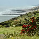 Neuseeland (2015), Te Ngaere Bay