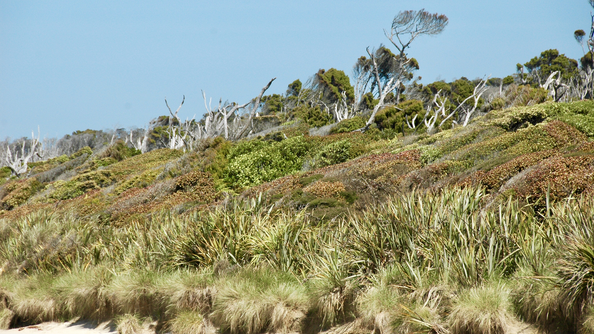 Neuseeland (2015), Üppige Flora