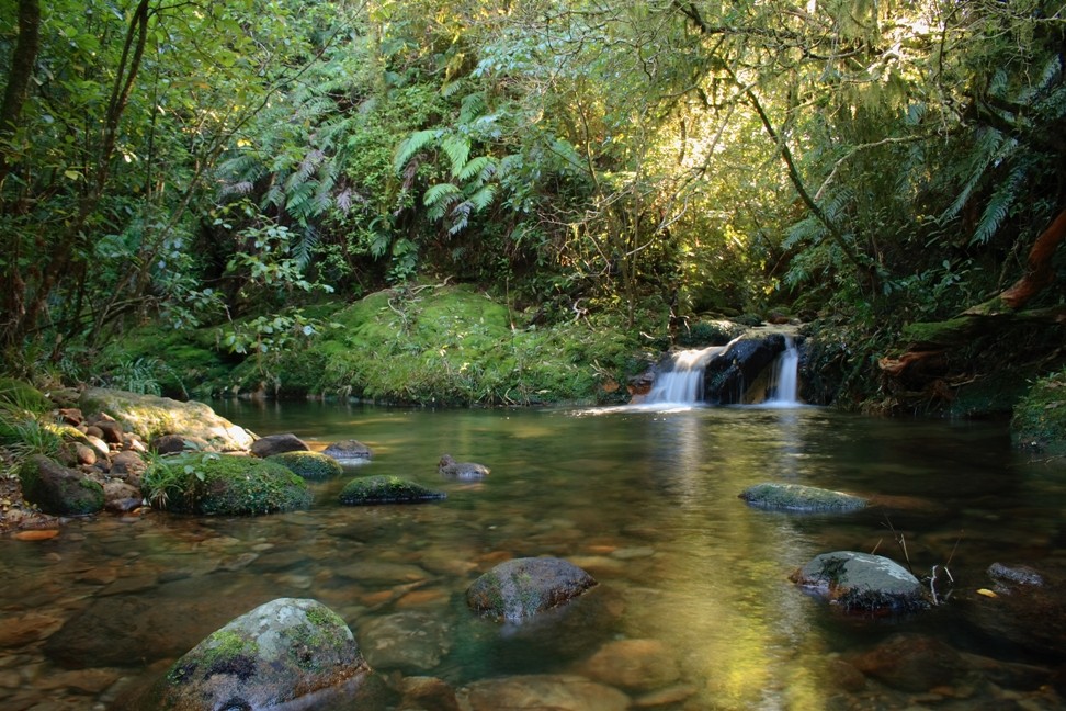 Neuseeland busch und bach