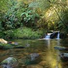 Neuseeland busch und bach