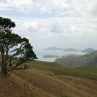 Neuseeland Coromandel