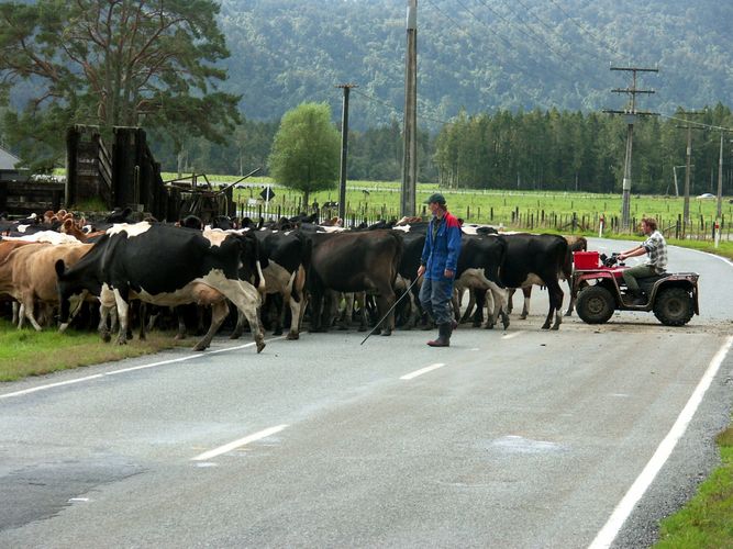 Neuseeland Cowboys