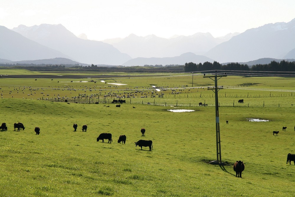 Neuseeland ein riesiger Golfplatz???