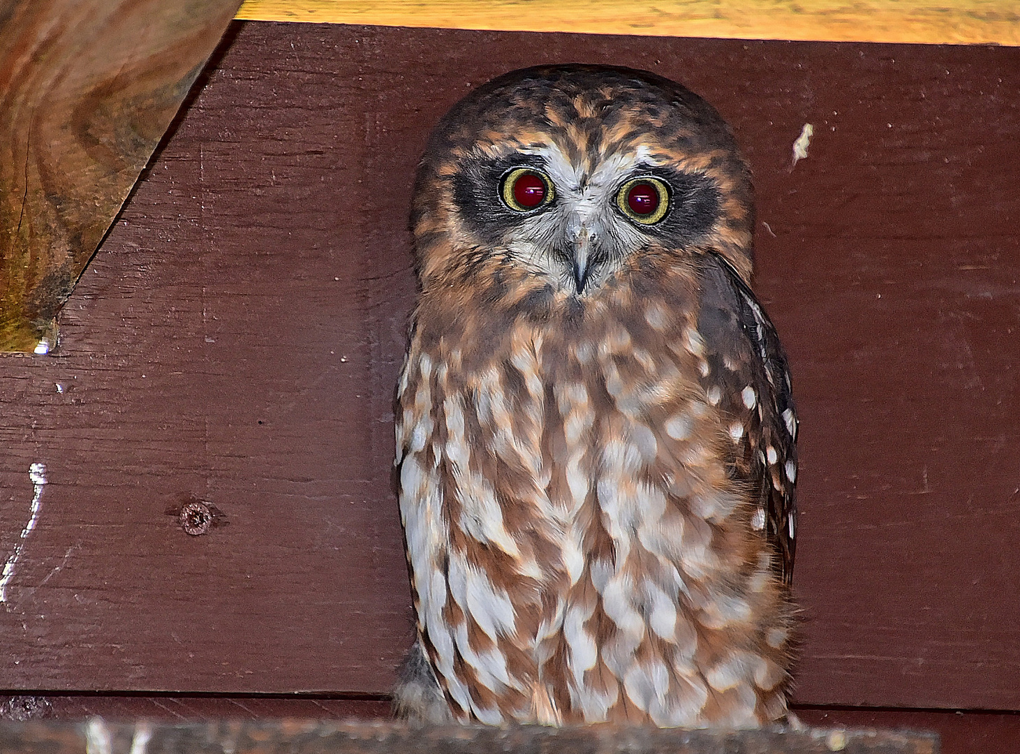 Neuseeland-Kuckuckskauz (Ninox novaeseelandiae)